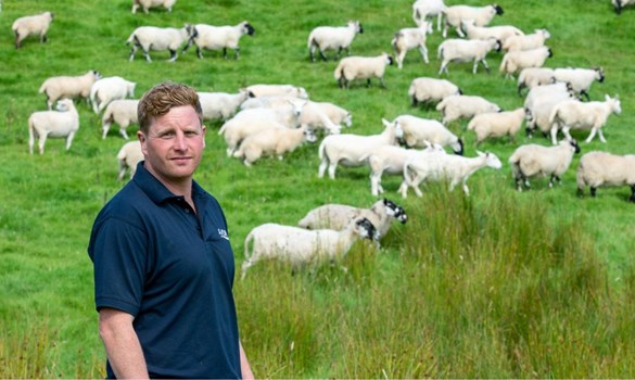 Man wearing blue polo shirt stood in grassy field with sheep